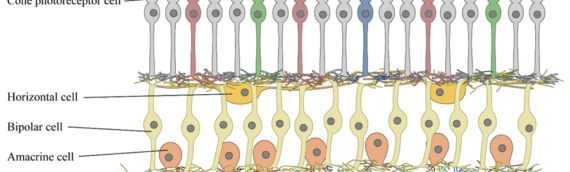 The Science Advisory Board: Optogenetic gene therapy provides hope for retinitis pigmentosa patients